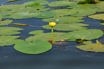 Blooming Spatterdock (yellow water lily) on the lake in summer