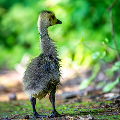Ein kleiner Abenteurer auf wackeligen Beinen – noch nass vom ersten Sprung ins Leben. Das...