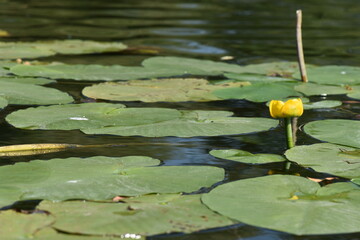Blooming Spatterdock (yellow water lily) on the lake in summer