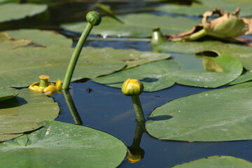 Blooming Spatterdock (yellow water lily) on the lake in summer
