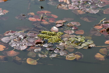 Water Chestnut (Trapa natans) in a pond, detail of water chestnut leaves floating on the water