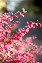 Red barberry leaves with water drops in spring garden