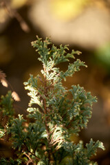 Close-up of Chamaecyparis (False Cypress) Foliage in Sunlight