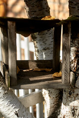 Rustic Wooden Bird Feeder on Birch Tree in Autumn Sun