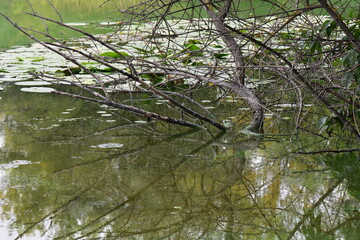 Landscape of a lake with forest and reeds on a cloudy day