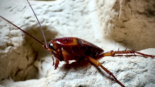 Detailed macro shot of a cockroach crawling on a rough textured surface, showing its antennae, spiny legs, and shiny body in natural lighting