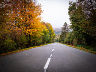 Fototapeta premium Straight country road surrounded by autumn trees and fallen leaves. Empty asphalt road in rural landscape, perspective view through forest in fall season. 