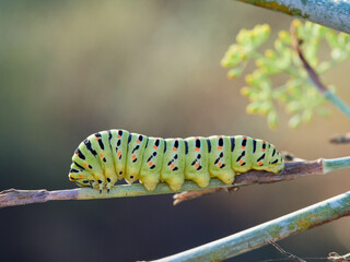 Caterpillar of a Swallowtail Butterfly on a fennel plant. Papilio machaon
