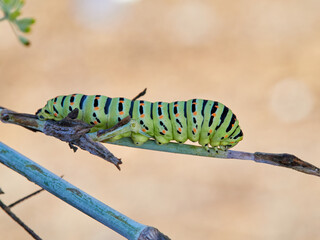 Caterpillar of a Swallowtail Butterfly on a fennel plant. Papilio machaon
