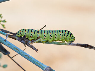 Caterpillar of a Swallowtail Butterfly on a fennel plant. Papilio machaon
