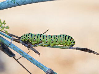 Caterpillar of a Swallowtail Butterfly on a fennel plant. Papilio machaon
