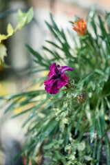 Velvet Magenta Bloom: Intricate Dark Petunia Flower Close-up