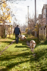 Loyal Labrador Dog Standing on a Grassy Village Road While an Adult Man Carries a Sack in Autumn