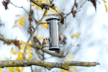 Wild goldfinch bird perched on a bird feeder. Carduelis carduelis. High quality photo