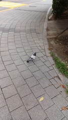 Fototapeta premium Pigeon