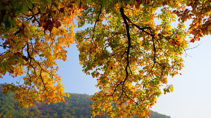 見上げる秋の空、色づく木の枝