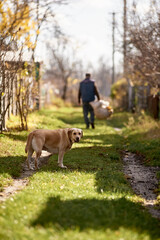 Loyal Labrador Dog Standing on a Grassy Village Road While an Adult Man Carries a Sack in Autumn