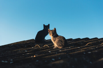 Two Cats on Rooftop in Golden Light – Urban Stillness