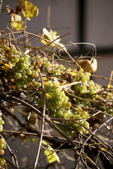 Green Grapes Cluster on Dry Autumn Vines in Golden Sunlight