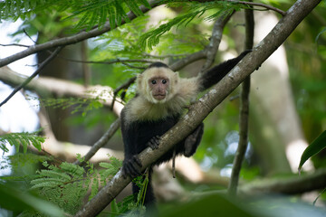 white face monkey sitting in the tree