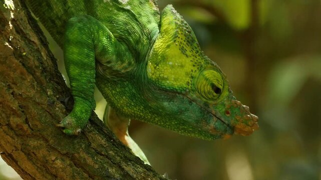 endemic Malagasy reptile Calumma parsonii cristifer, portrait 4 
