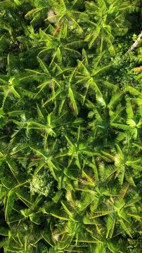 Vista a&eacute;rea do plantio de a&ccedil;ai de varzea na amaz&ocirc;nia brasileira 