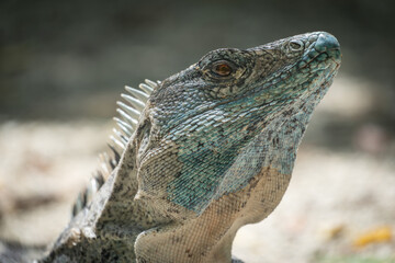 portrait of a iguana