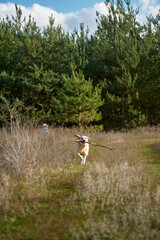 Labrador Retriever Sitting on Rustic Country Road in Autumn