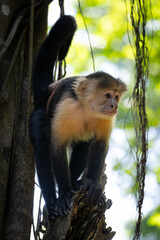 close up capuchin monkey in the jungle
