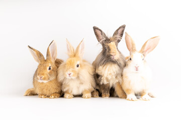 Healthy lovely bunny easter rabbit sniffing, looking around, on blue screen background. Cute fluffy rabbit, Lovely Animal concept. Symbol of easter day.