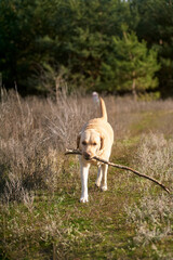 Labrador Retriever Sitting on Rustic Country Road in Autumn