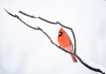 Northern Cardinal male - Cardinalis cardinalis perched on a snow covered branch on a cold winter day in Canada