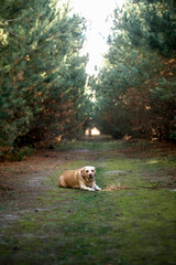 Labrador Resting on Mossy Path in Pine Forest Tunnel
