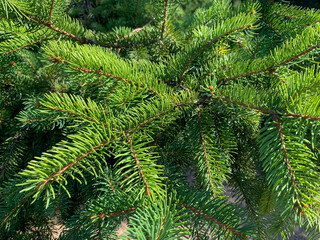 green pine needles, closeup.