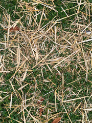 background of dry straw on green grass