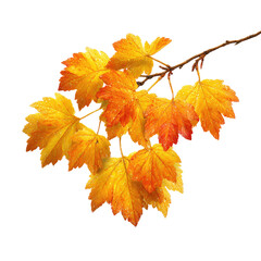 Autumnal branch with vibrant yellow and orange leaves set against a stark black background