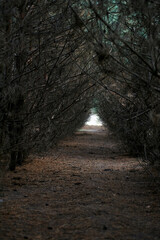 Dark Forest Tunnel with Barren Branches Leading to Light