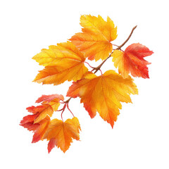 Watercolor depiction of vibrant, autumnal leaves attached to a branch, isolated on a black background