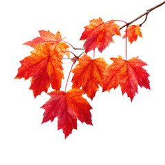 Vibrant autumn foliage featuring several vividly colored maple leaves against a stark black background