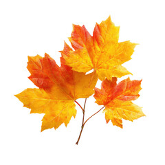 A vibrant arrangement of autumnal maple leaves, showcasing fiery red and gold hues, set against a black background