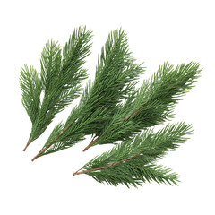 Close-up of vibrant green fir branches arranged against a black background