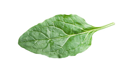 Fototapeta premium Single, fresh, deep green spinach leaf isolated on a white background. Healthy food, nutrition, and organic vegetable.