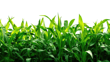 A vibrant close-up of bright green corn stalks growing upwards, isolated against a black background