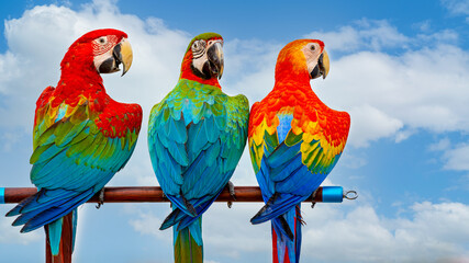 Colorful macaw parrots, beautiful bird, macaw perched. Species Ara ararauna also know as Arara Canide. It is the largest South American parrot. Birdwatching. Bird lover. exotic pet.