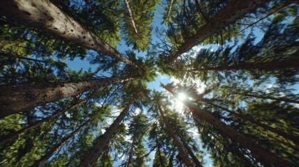 Fototapeta premium A stunning view looking up at towering trees with sunlight filtering through the branches, creating a serene and inviting atmosphere.
