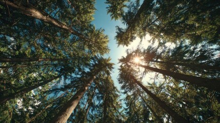 Fototapeta premium A serene view of tall trees reaching towards a bright sky, with sunlight filtering through the branches, creating a peaceful atmosphere.