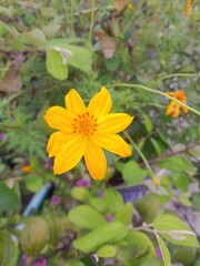 Bright yellow flower blooms amongst greenery