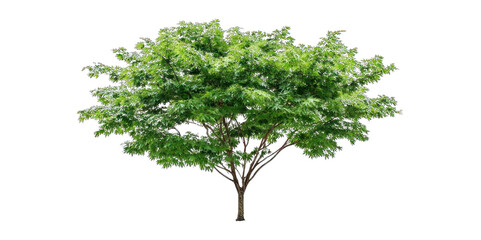 A lush green tree with a broad canopy and numerous leaves.