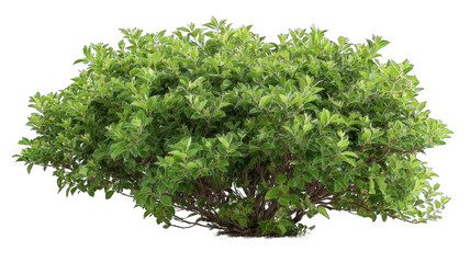 Fototapeta premium Lush green shrub with dense foliage, showcasing vibrant leaves and a bushy appearance.