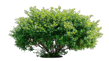 Fototapeta premium Lush green bush with dense foliage, showcasing vibrant leaves and a rounded shape, representing natural beauty and vegetation.